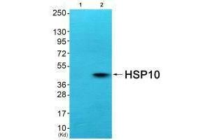 Western blot analysis of extracts from COS7 cells (Lane 2), using HSP10 antiobdy. (HSPE1 Antikörper)