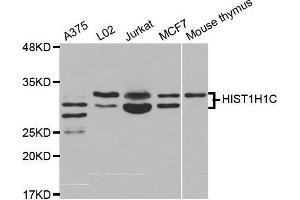 Western blot analysis of extracts of various cell lines, using HIST1H1C antibody. (HIST1H1C Antikörper)