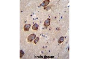 CACNG6 Antibody (Center) immunohistochemistry analysis in formalin fixed and paraffin embedded human brain tissue followed by peroxidase conjugation of the secondary antibody and DAB staining. (CACNG6 Antikörper  (Middle Region))