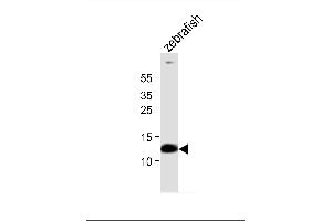 Western blot analysis of lysate from zebrafish tissue, using (DANRE) ba1 Antibody (Center) (ABIN6242128 and ABIN6577723). (Bone Area 1 Antikörper  (AA 93-126))