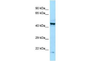 WB Suggested Anti-EIF2B2 Antibody Titration: 1. (EIF2B2 Antikörper  (Middle Region))