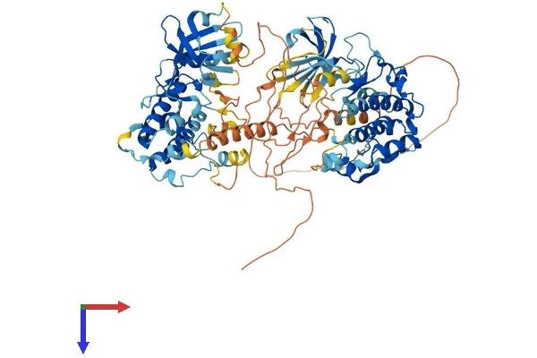 MSK1 Protein (AA 1-802) (His tag)