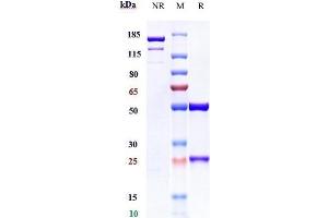 Anti-CD38 Reference Antibody (mezagitamab) on SDS-PAGE under reducing (R) condition. (Rekombinanter CD38 (Mezagitamab Biosimilar) Antikörper)