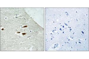 Immunohistochemical staining of paraffin-embedded human brain tissue reacted with PER2 (phospho S662) polyclonal antibody  at 1:50-1:100 dilution. (PER2 Antikörper  (pSer662))