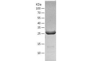 Western Blotting (WB) image for Pirin (PIR) (AA 1-290) protein (His-IF2DI Tag) (ABIN7124454)