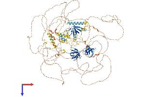 Sorbs2 Protein (AA 1-1180) (His tag)