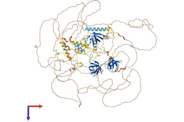 Sorbs2 Protein (AA 1-1180) (His tag)