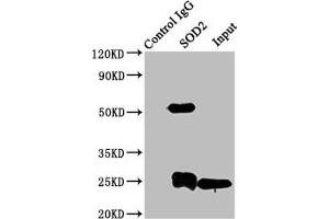 Immunoprecipitating SOD2 in K562 whole cell lysate Lane 1: Rabbit control IgG instead of ABIN7170983 in K562 whole cell lysate. (SOD2 Antikörper  (AA 64-175))