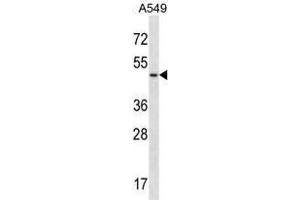 UTS2R Antibody (Center) western blot analysis in A549 cell line lysates (35 µg/lane).