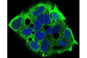 Immunofluorescence (IF) image for anti-Eukaryotic Translation Initiation Factor 2A, 65kDa (EIF2A) (AA 448-576) antibody (ABIN1724939)