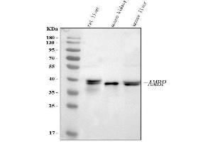 Western blot analysis of Alpha 1 Microglobulin/Ambp using anti-Alpha 1 Microglobulin/Ambp antibody (ABIN7600577).