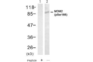 Image no. 2 for anti-Mdm2, p53 E3 Ubiquitin Protein Ligase Homolog (Mouse) (MDM2) (pSer166) antibody (ABIN401610) (MDM2 Antikörper  (pSer166))