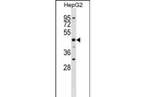 SLC2A9 Antibody (N-term) (ABIN1539587 and ABIN2848545) western blot analysis in HepG2 cell line lysates (35 μg/lane).