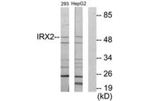 Western blot analysis of extracts from 293/HepG2 cells, using IRX2 Antibody. (IRX2 Antikörper  (AA 231-280))