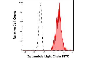 Separation of human Ig lambda light chain positive B-lymphocytes (red-filled) from Ig lambda light chain negative CD19 negative lymphocytes (black-dashed) in flow cytometry analysis (surface staining) of human peripheral whole blood stained using anti-human Ig lambda light chain (4C2) FITC antibody (20 μL reagent / 100 μL of peripheral whole blood). (Lambda-IgLC Antikörper  (FITC))