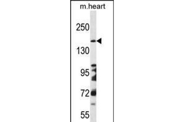 DCC antibody  (AA 643-670)