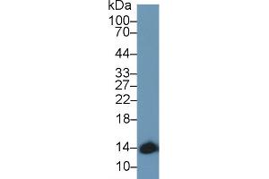 Western Blotting (WB) image for anti-Hemoglobin, alpha 1 (HBA1) (AA 1-142) antibody (ABIN7435340)