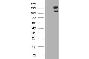 Image no. 14 for anti-Ubiquitin Specific Peptidase 7 (Herpes Virus-Associated) (USP7) antibody (ABIN1498592) (USP7 Antikörper)