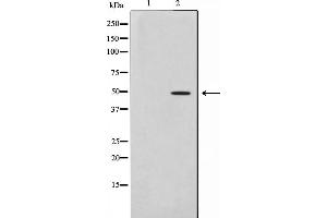 Western blot analysis on HepG2 cell lysate using AZI2 Antibody,The lane on the left is treated with the antigen-specific peptide.