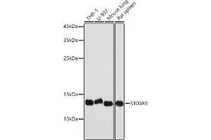 Western blot analysis of extracts of various cell lines, using S100 antibody (842) at 1:1000 dilution. (S100A9 Antikörper  (AA 1-114))