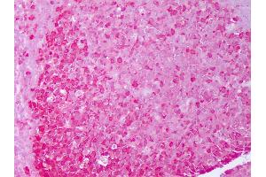 Anti-HSP90 antibody IHC of human tonsil, germinal center. (HSP90 alpha/beta Antikörper)