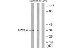Western Blotting (WB) image for anti-Apolipoprotein L, 4 (APOL4) (AA 301-350) antibody (ABIN2890127) (Apolipoprotein L 4 Antikörper  (AA 301-350))