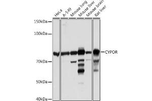Western blot analysis of extracts of various cell lines, using CYPOR Rabbit mAb (ABIN7269151) at 1:1000 dilution. (POR Antikörper)