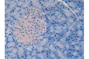IHC-P analysis of Rat Pancreas Tissue, with DAB staining. (Laminin alpha 1 Antikörper  (AA 1156-1276))
