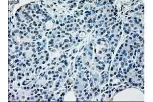 Immunohistochemical staining of paraffin-embedded pancreas tissue using anti-NRBP1mouse monoclonal antibody. (NRBP1 Antikörper)