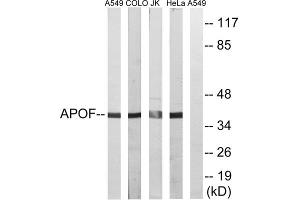 Western blot analysis of extracts from A549 cells, COLO cells, Jurkat cells and HeLa cells, using APOF antibody. (Apolipoprotein F Antikörper  (C-Term))