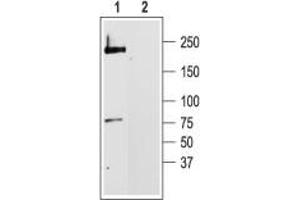 Western blot analysis of rat brain membranes: - 1. (CACNA1C Antikörper  (Intracellular))