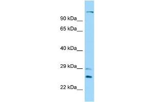 Host: Rabbit Target Name: DNAH12 Sample Type: 721_B Whole Cell lysates Antibody Dilution: 1.