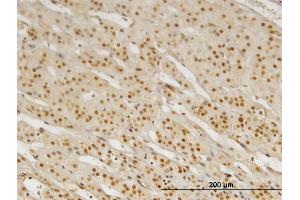 Immunoperoxidase of monoclonal antibody to PBX3 on formalin-fixed paraffin-embedded human adrenal gland. (PBX3 Antikörper  (AA 342-434))