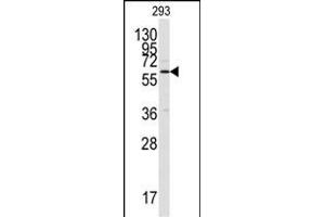 Western blot analysis of anti-CK2 alpha C-term Pab (ABIN391311 and ABIN2841345) in 293 cell lysate. (CAMK2A Antikörper  (C-Term))