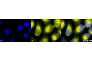 Immunocytochemistry/Immunofluorescence analysis using Rabbit Anti-PDI Polyclonal Antibody . (P4HB Antikörper  (AA 409-509) (PerCP))