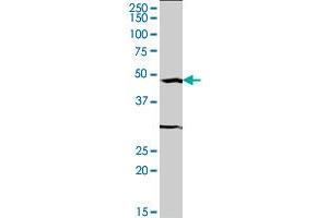 SRF monoclonal antibody (M04), clone 2C9. (SRF Antikörper  (AA 244-332))