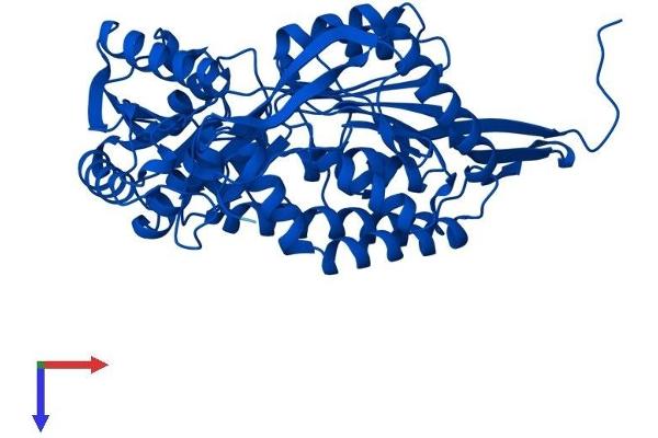 ALDH9A1 Protein (AA 1-494) (His tag)