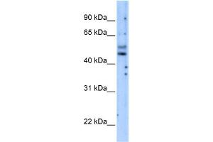 WB Suggested Anti-PIK3R3 Antibody Titration:  5. (PIK3R3 Antikörper  (Middle Region))