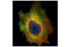 ICC/IF Image Confocal immunofluorescence analysis (Olympus FV10i) of paraformaldehyde-fixed HeLa, using PDCD4, antibody (Green) at 1:500 dilution. (PDCD4 Antikörper)