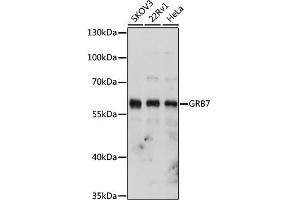 Western blot analysis of extracts of various cell lines, using GRB7 antibody (ABIN6130432, ABIN6141380, ABIN6141381 and ABIN6221346) at 1:1000 dilution. (GRB7 Antikörper  (AA 1-140))