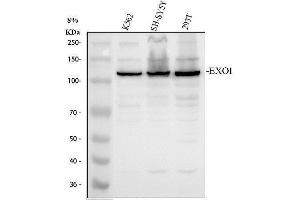 Western blot analysis of EXO1 using anti-EXO1 antibody (ABIN7600922). (Exonuclease 1 Antikörper  (AA 25-846))