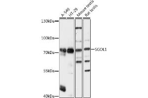 Western blot analysis of extracts of various cell lines, using SGOL1 antibody (ABIN7270288) at 1:1000 dilution. (Shugoshin Antikörper  (AA 10-100))
