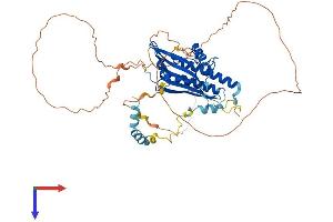 ATG13 Protein (AA 1-516) (His tag)