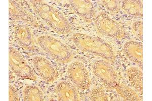 Immunohistochemistry of paraffin-embedded human small intestine tissue using ABIN7162261 at dilution of 1:100 (OST alpha Antikörper  (AA 1-48))
