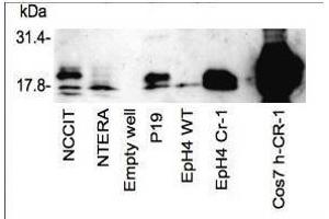Western blot using  affinity purified anti-Cripto-1 antibody shows detection of endogenous and transfected Cripto-1 from mouse and human sources. (Cripto-1 Antikörper  (Internal Region))