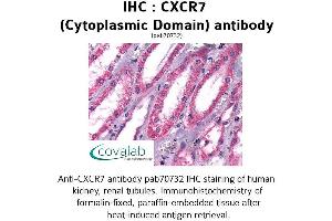 Image no. 1 for anti-Chemokine (C-X-C Motif) Receptor 7 (CXCR7) (3rd Cytoplasmic Domain) antibody (ABIN1733421) (CXCR7 Antikörper  (3rd Cytoplasmic Domain))