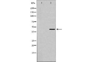 Western blot analysis of 5-HT-1A expression in HepG2 cells. (Serotonin Receptor 1A Antikörper  (Internal Region))