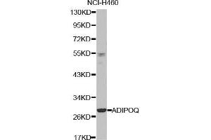 Western blot analysis of extracts of NCI-H460 cell line, using ADIPOQ antibody. (ADIPOQ Antikörper  (AA 19-104))