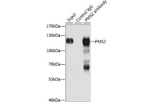 Immunoprecipitation analysis of 150 μg extracts of Jurkat cells using 3 μg PMS2 antibody . (PMS2 Antikörper  (AA 390-670))