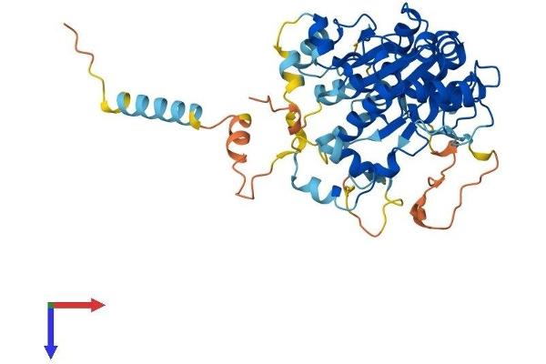 GCNT7 Protein (AA 1-433) (His tag)